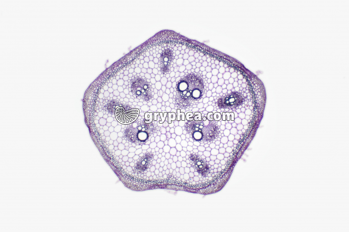 Tige de Bryone CT x10 - gryphea.com